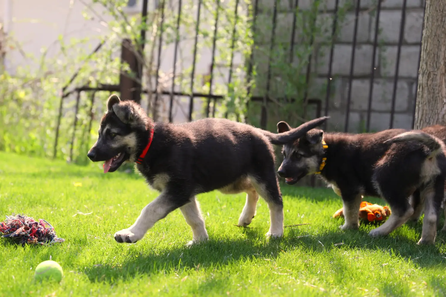 Acheter un chiot berger d'Europe de l'Est, c'est prendre ses responsabilités ! Acheter un chiot berger d'Europe de l'Est.