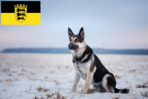 Lire la suite à propos de l’article Berger d’Europe de l’Est éleveurs et chiots en Baden-Württemberg