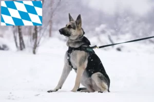 Lire la suite à propos de l’article Berger d’Europe de l’Est éleveur et chiots en Bavière