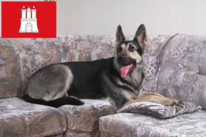 Lire la suite à propos de l’article Berger d’Europe de l’Est éleveur et chiots à Hambourg