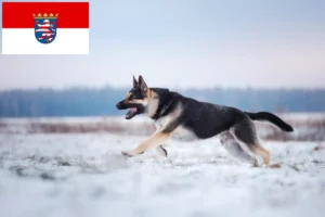 Lire la suite à propos de l’article Berger d’Europe de l’Est éleveurs et chiots en Hesse