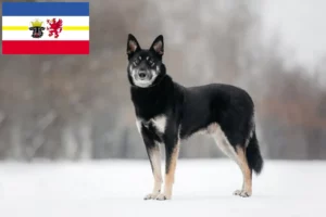 Lire la suite à propos de l’article Berger d’Europe de l’Est éleveurs et chiots dans le Mecklembourg-Poméranie occidentale