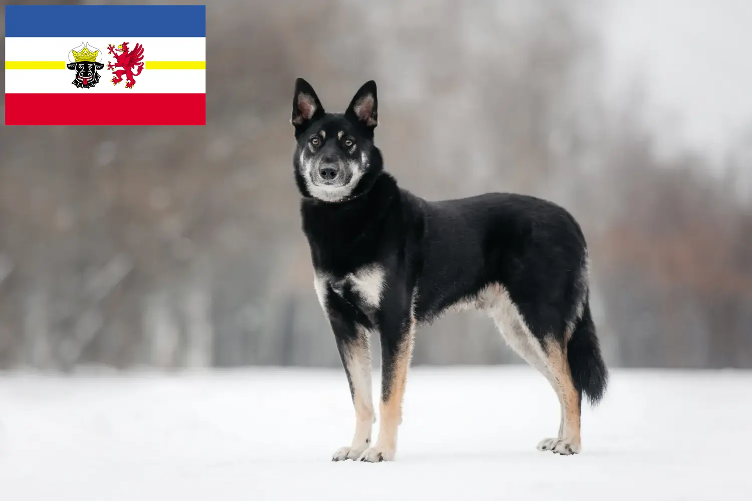 Berger d'Europe de l'Est chiots et éleveurs Mecklembourg-Poméranie occidentale Ici, tu trouveras des éleveurs de chiens de berger d'Europe de l'Est dans le Mecklembourg-Poméranie occidentale.