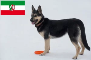 Lire la suite à propos de l’article Berger d’Europe de l’Est éleveurs et chiots en Rhénanie du Nord-Westphalie