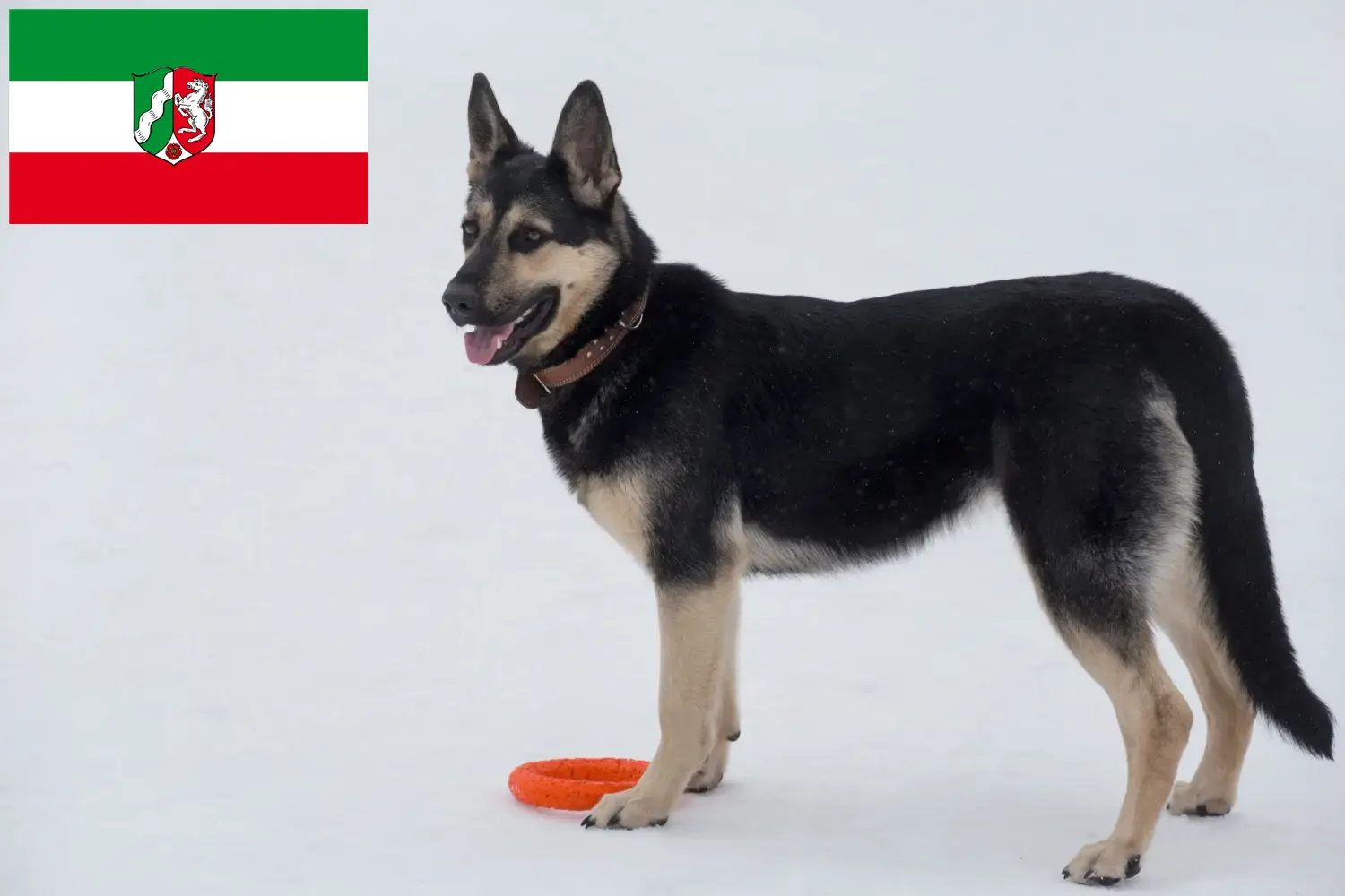 Berger d'Europe de l'Est chiots et éleveurs Rhénanie-du-Nord-Westphalie Ici, tu trouveras des éleveurs de chiens de berger d'Europe de l'Est en Rhénanie-du-Nord-Westphalie.
