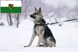Lire la suite à propos de l’article Berger d’Europe de l’Est éleveur et chiots en Saxe