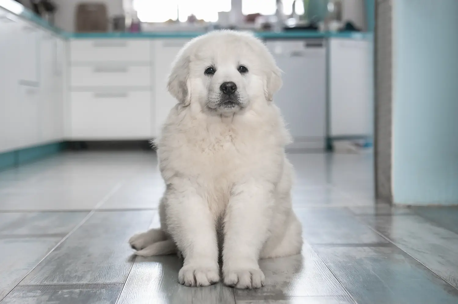 Acheter un chiot berger des Tatras, c'est prendre ses responsabilités ! Acheter un chiot berger des Tatras.