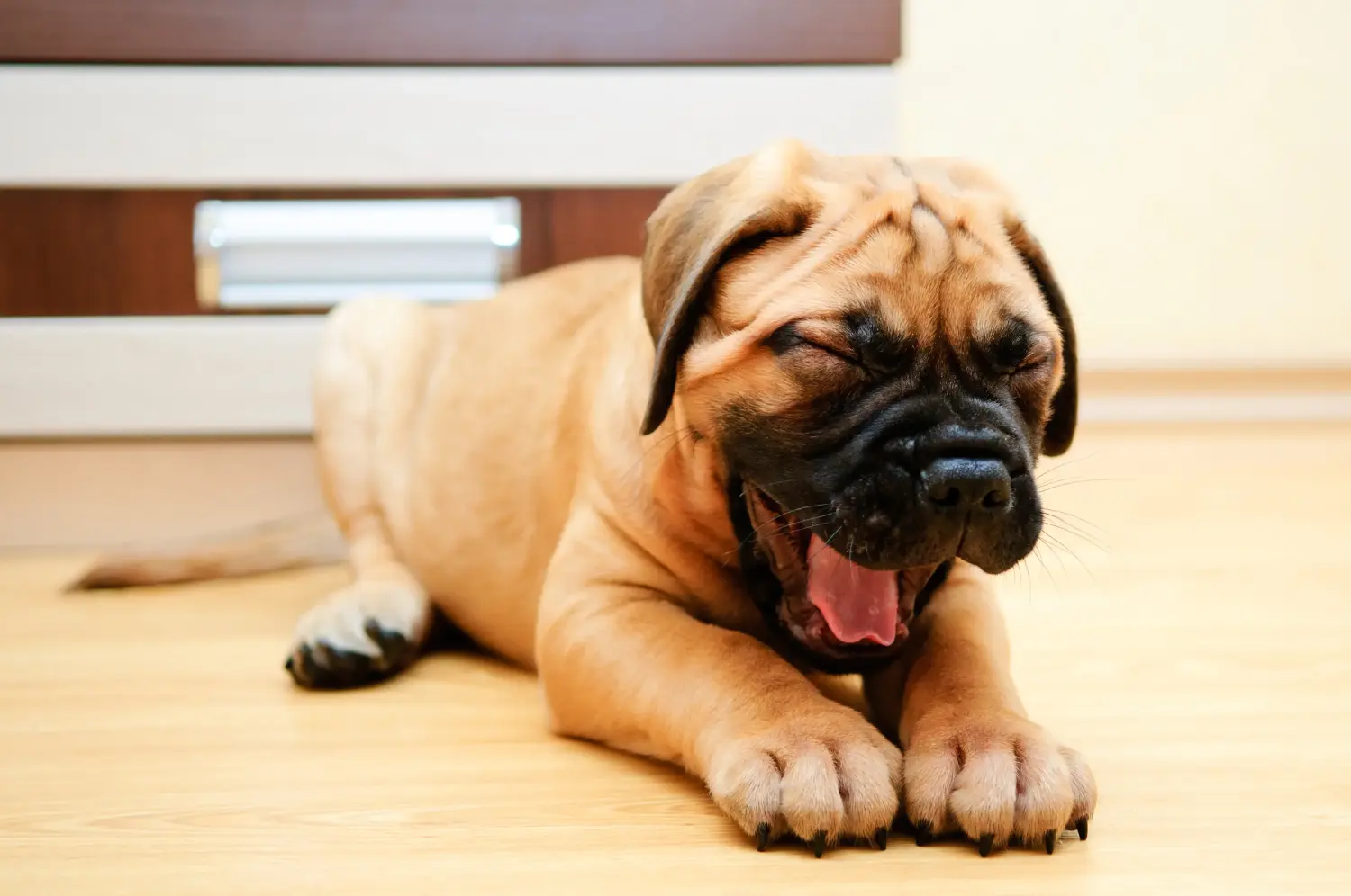 Acheter un chiot Bullmastiff, c'est prendre ses responsabilités ! Acheter des chiots Bullmastiff.