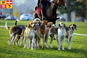 Lire la suite à propos de l’article Éleveurs de chiens courants français et chiots en Auvergne-Rhône-Alpes