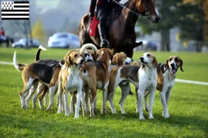 Lire la suite à propos de l’article Éleveurs de chiens courants français et chiots en Bretagne