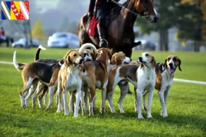 Lire la suite à propos de l’article Éleveurs de chiens courants français et chiots dans le Grand Est