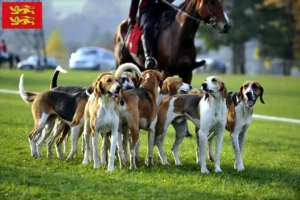 Lire la suite à propos de l’article Éleveurs de chiens courants français et chiots en Normandie