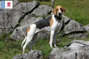 Lire la suite à propos de l’article Éleveurs de chiens courants français et chiots en Nouvelle-Aquitaine
