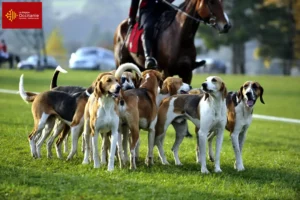 Lire la suite à propos de l’article Éleveurs de chiens courants français et chiots en Occitanie