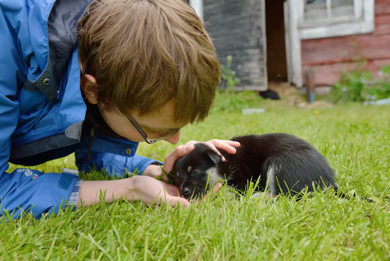Acheter un chiot chien de rennes lapon, c'est prendre ses responsabilités ! Acheter un chiot chien de rennes lapon.