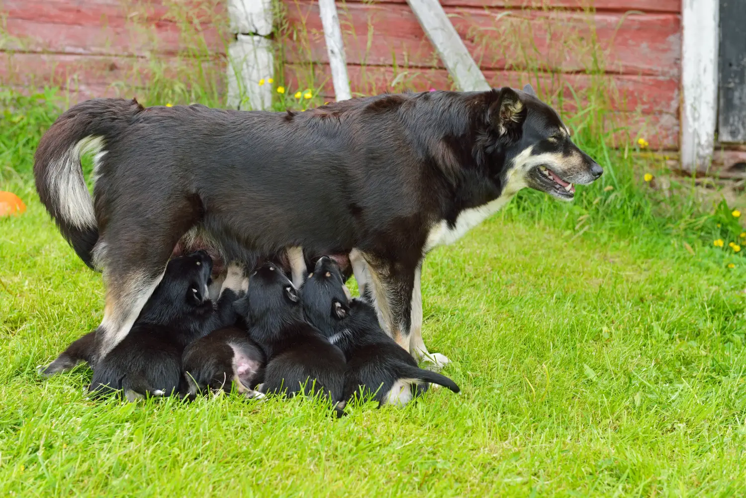 Acheter un chiot chien de rennes lapon, c'est prendre ses responsabilités ! Acheter un chiot chien de rennes lapon.