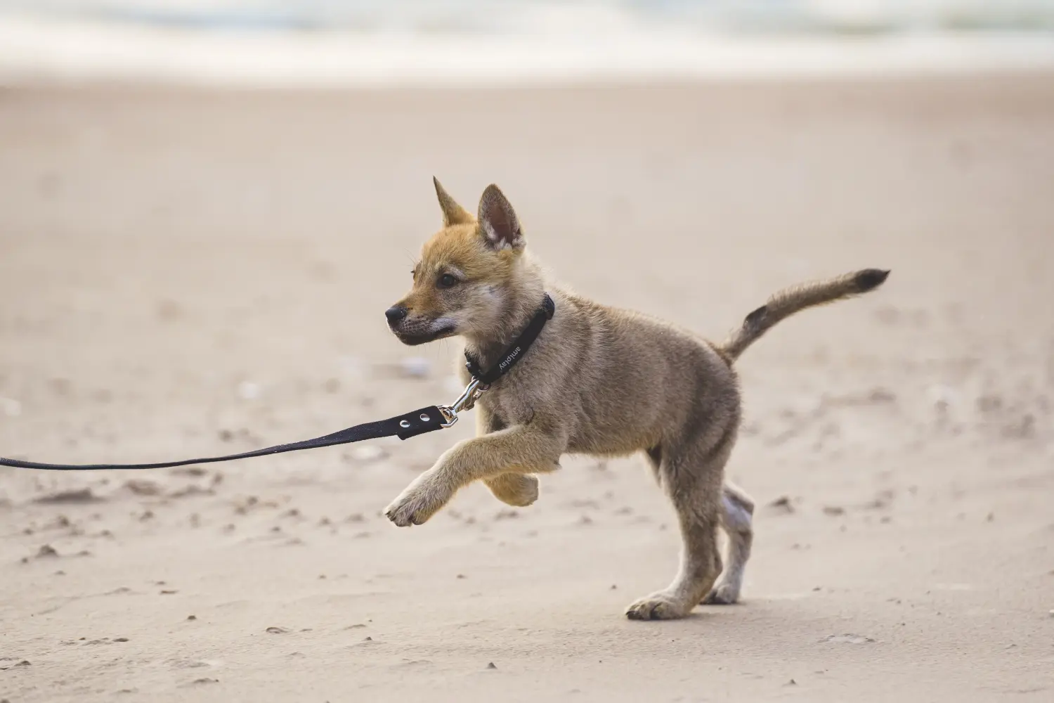 Acheter un chiot Chien-loup tchécoslovaque, c'est prendre ses responsabilités ! Acheter un chiot chien-loup tchécoslovaque.