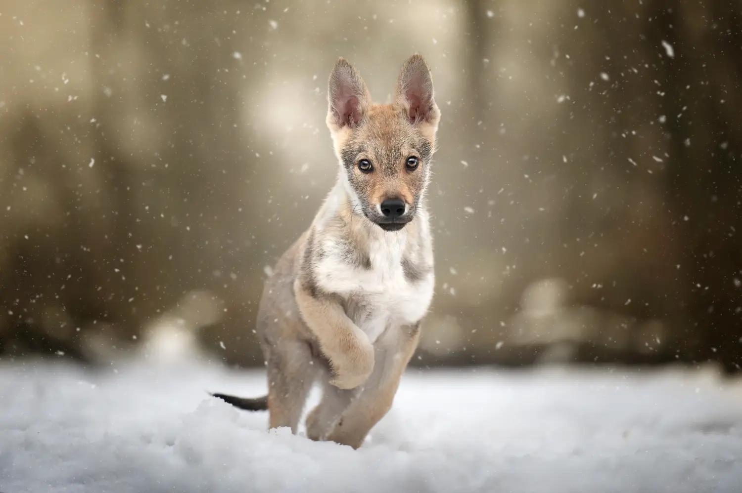 Acheter un chiot Chien-loup tchécoslovaque, c'est prendre ses responsabilités ! Acheter un chiot chien-loup tchécoslovaque.