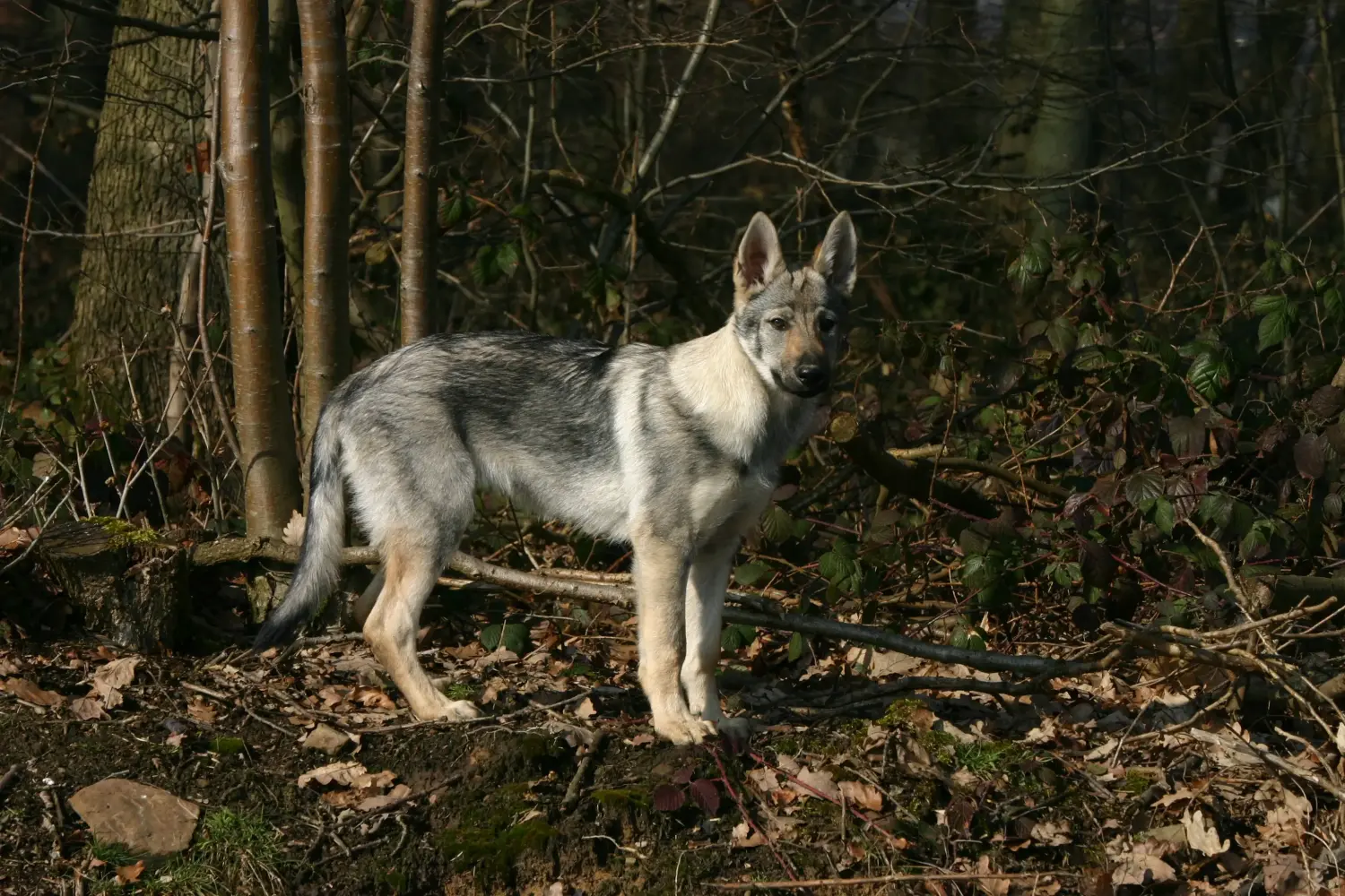 Acheter un chiot Chien-loup tchécoslovaque, c'est prendre ses responsabilités ! Acheter un chiot chien-loup tchécoslovaque.