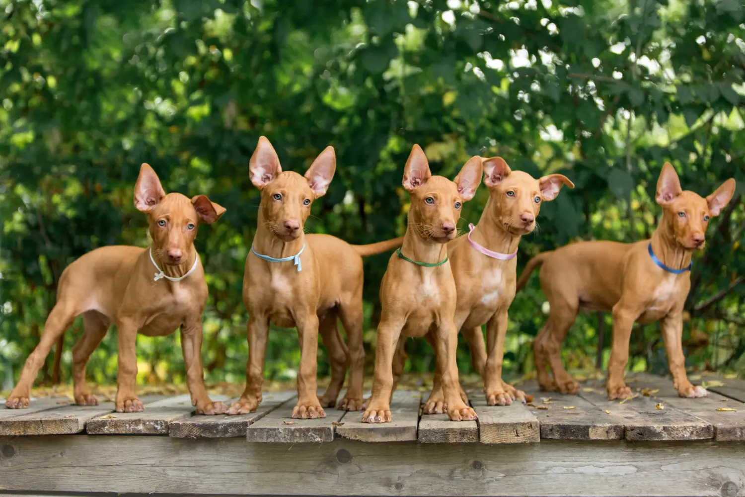 Acheter un chiot chien de pharaon, c'est prendre ses responsabilités ! Acheter un chiot chien de pharaon.