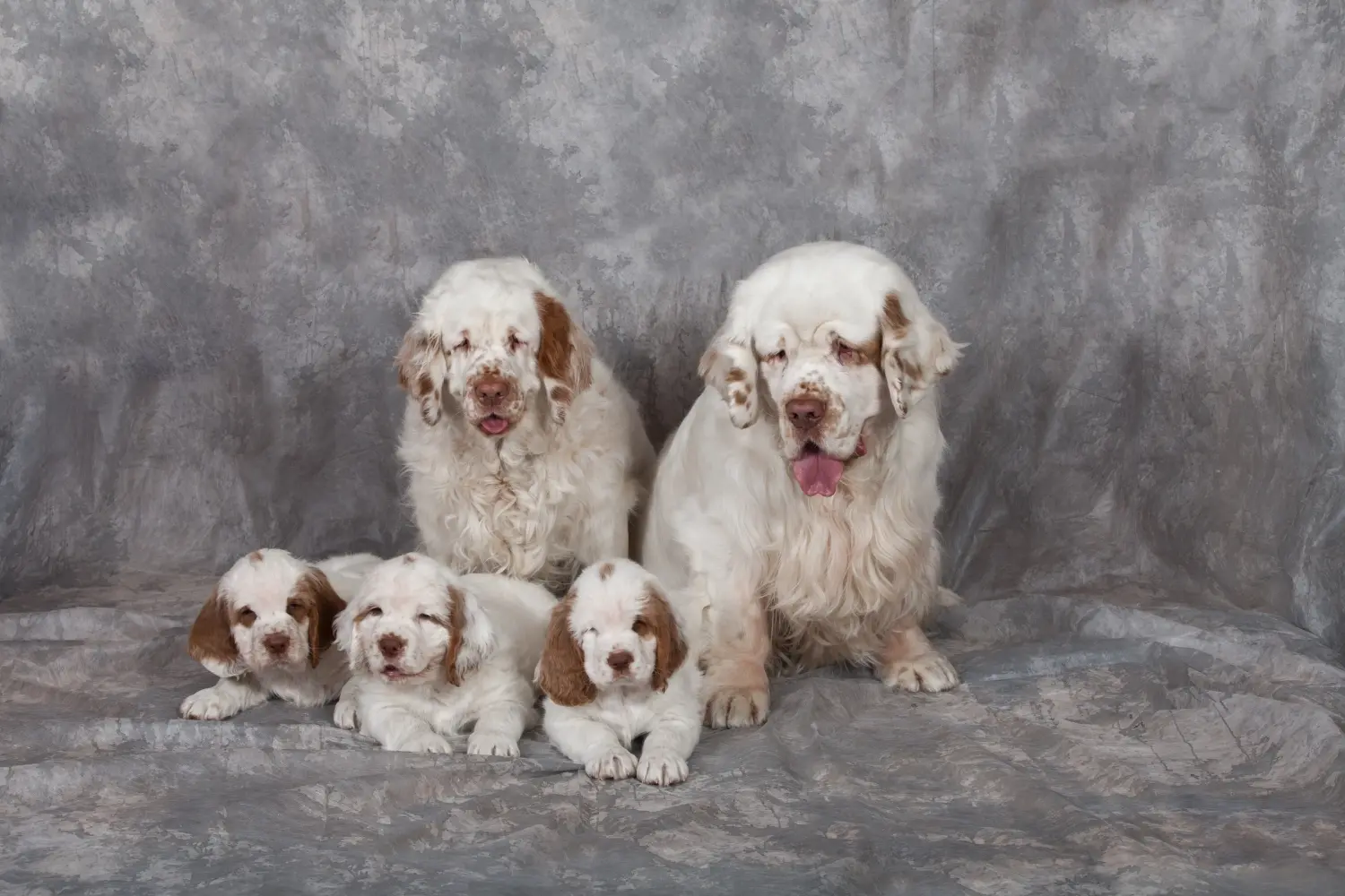 Acheter un chiot clumber spaniel, c'est prendre ses responsabilités ! Acheter des chiots Clumber Spaniel.