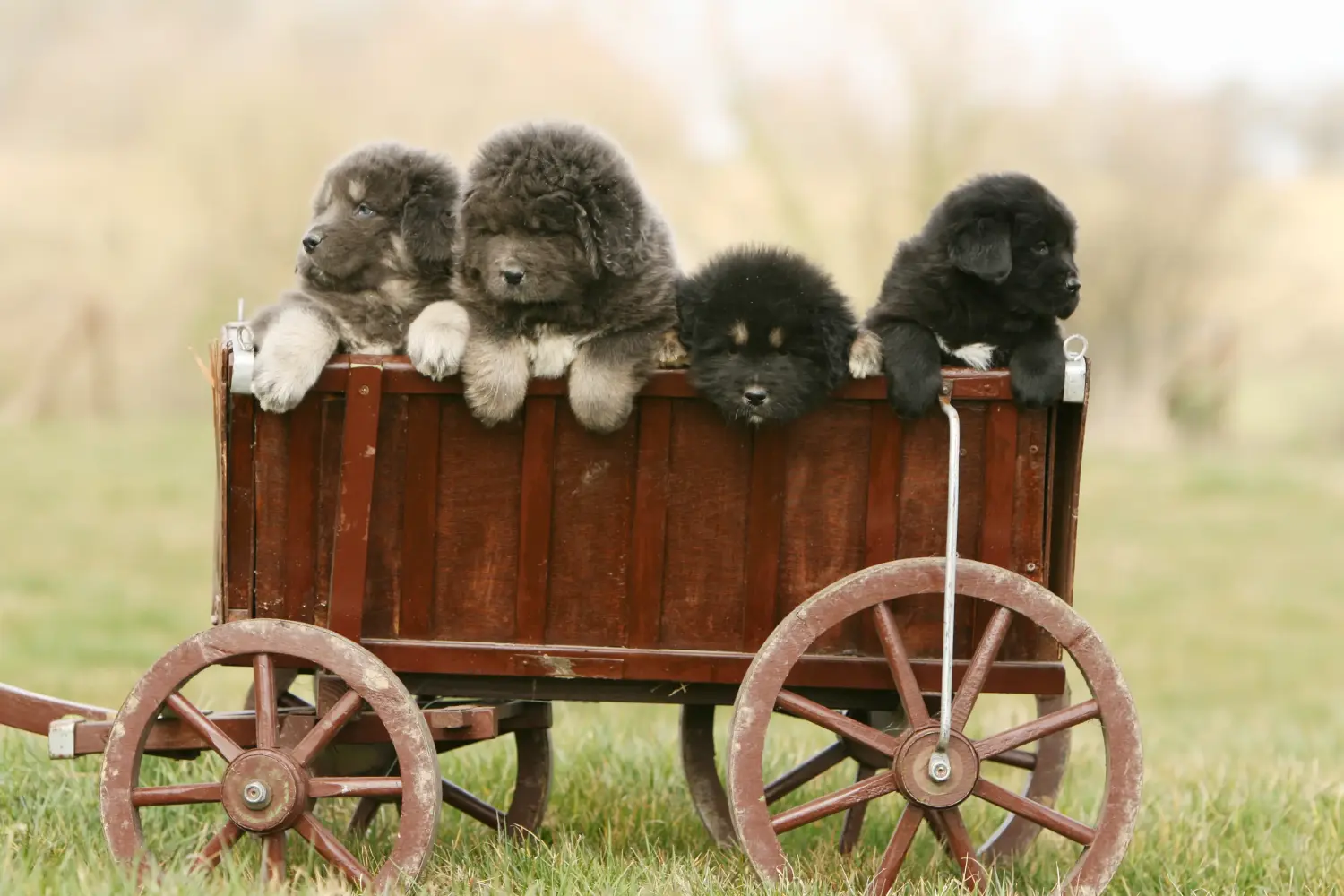 Acheter un chiot dogue du Tibet, c'est prendre ses responsabilités ! Acheter des chiots dogues du Tibet.
