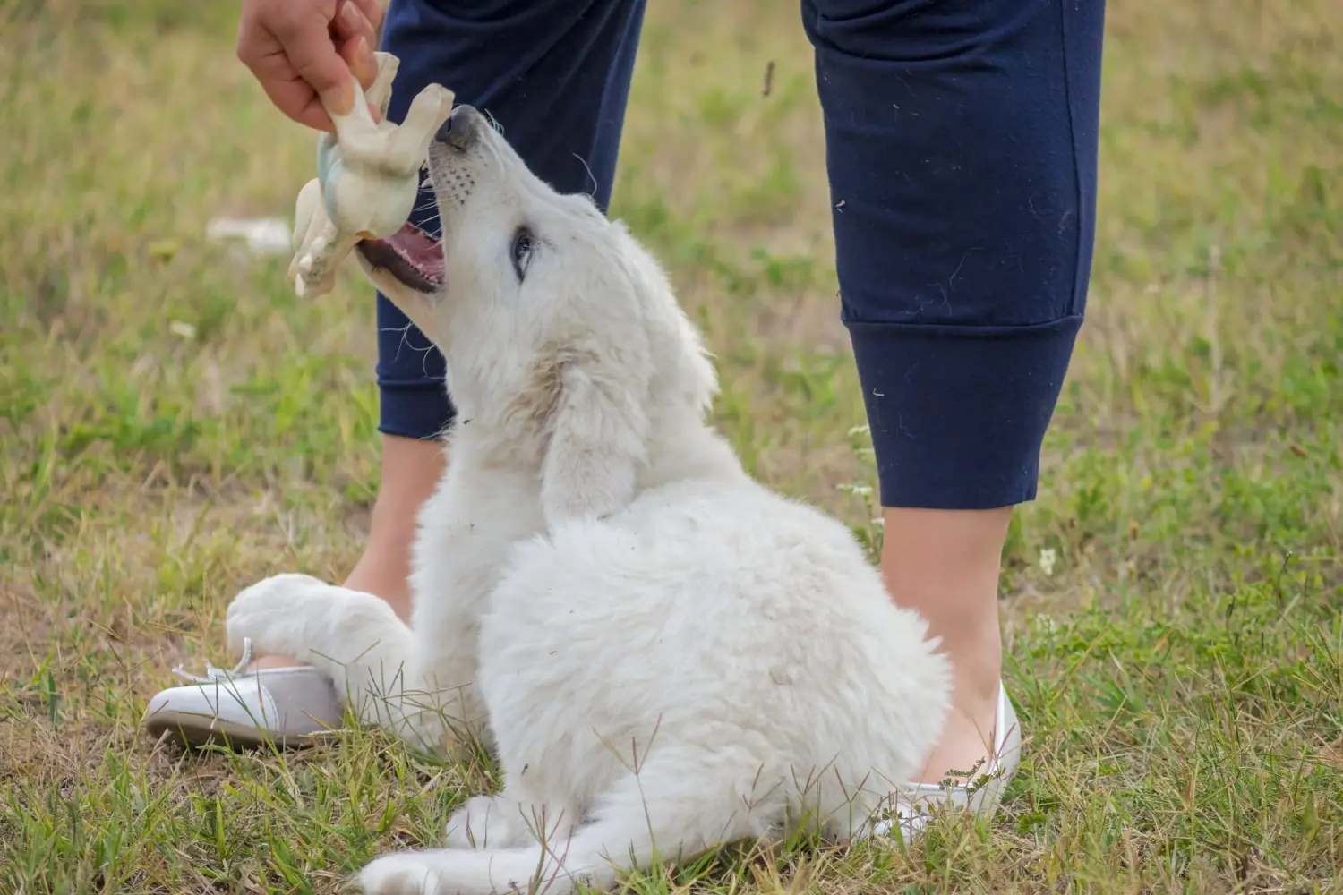 Acheter un chiot Kuvasz, c'est prendre ses responsabilités ! Acheter des chiots Kuvasz.