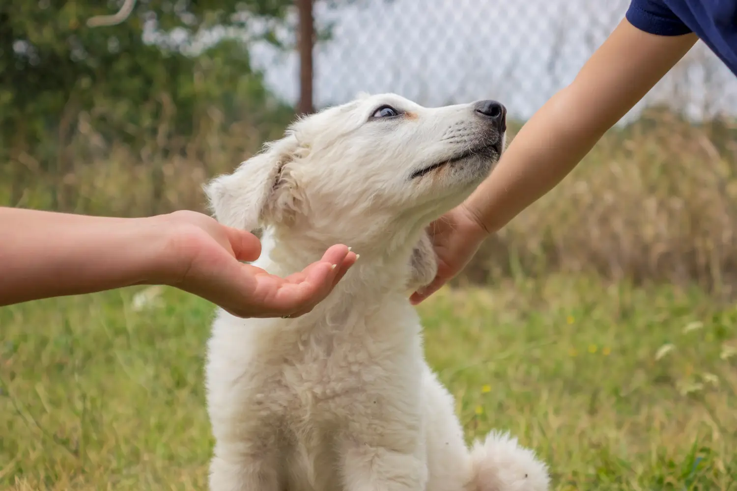 Acheter un chiot Kuvasz, c'est prendre ses responsabilités ! Acheter des chiots Kuvasz.