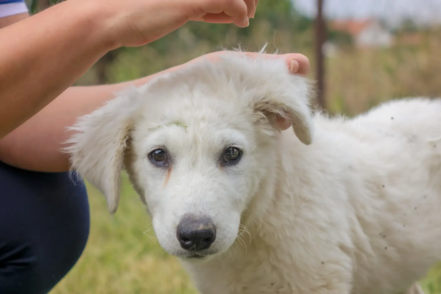 Acheter un chiot Kuvasz, c'est prendre ses responsabilités ! Acheter des chiots Kuvasz.