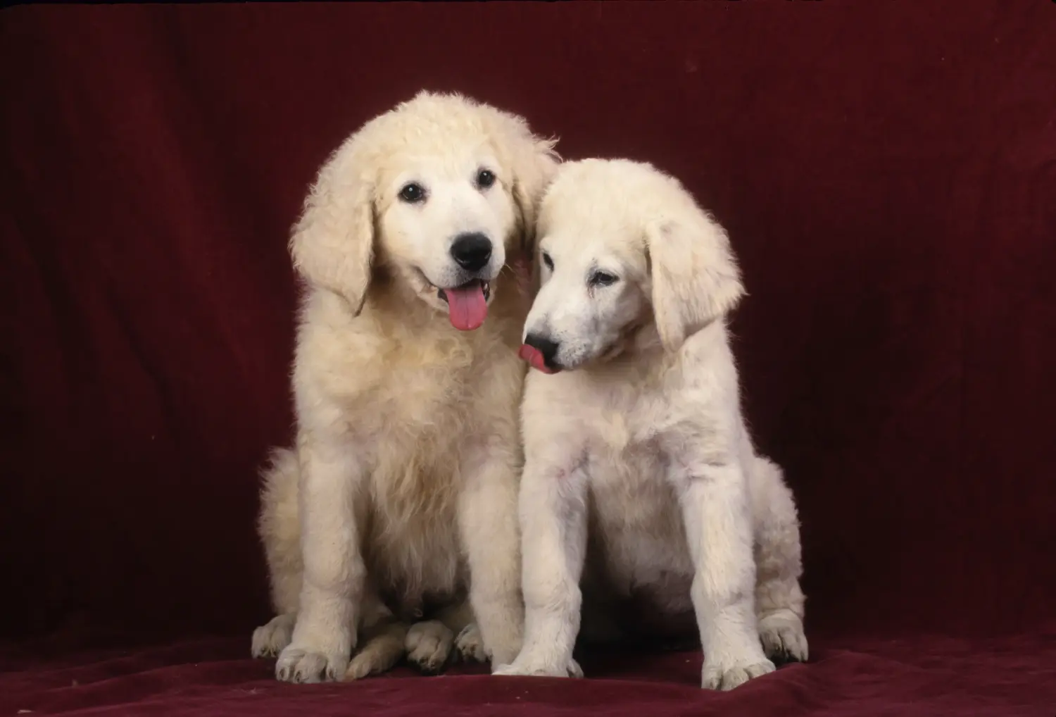 Acheter un chiot Kuvasz, c'est prendre ses responsabilités ! Acheter des chiots Kuvasz.