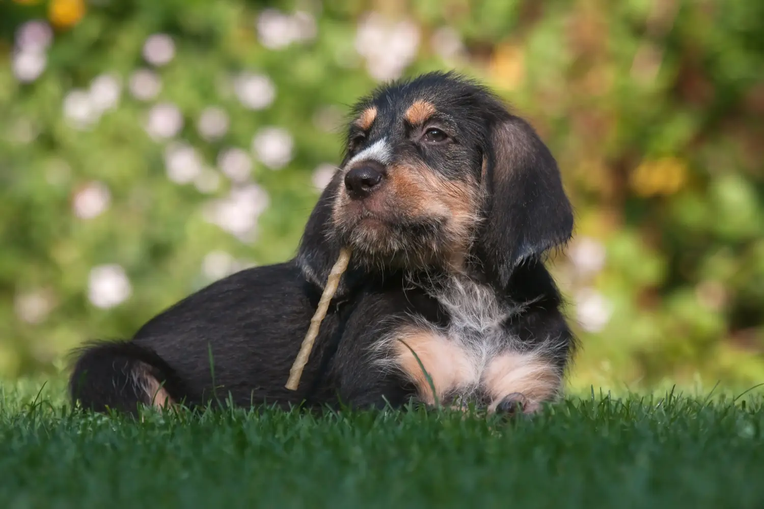 Acheter un chiot loutre, c'est prendre ses responsabilités ! Acheter un chiot chien loutre.