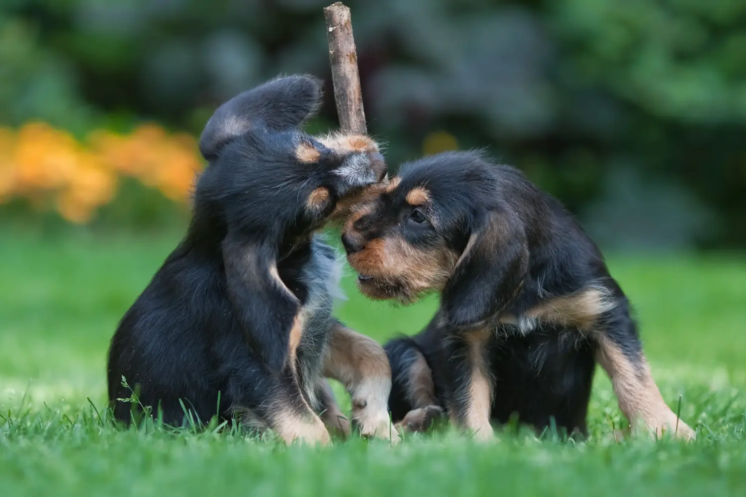 Acheter un chiot loutre, c'est prendre ses responsabilités ! Acheter un chiot chien loutre.