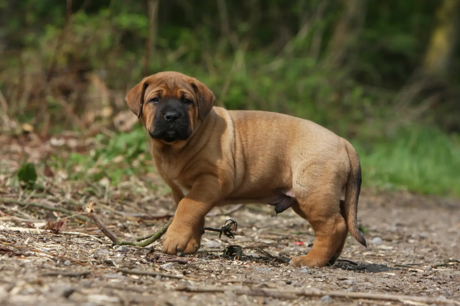 Acheter un chiot Tosa, c'est prendre ses responsabilités ! Acheter des chiots Tosa.