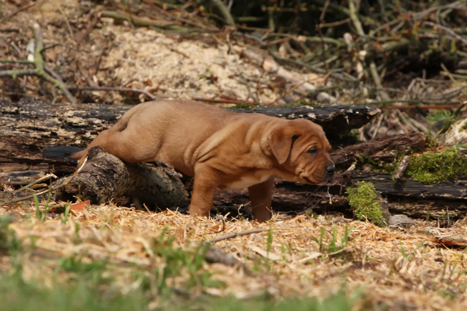 Acheter un chiot Tosa, c'est prendre ses responsabilités ! Acheter des chiots Tosa.