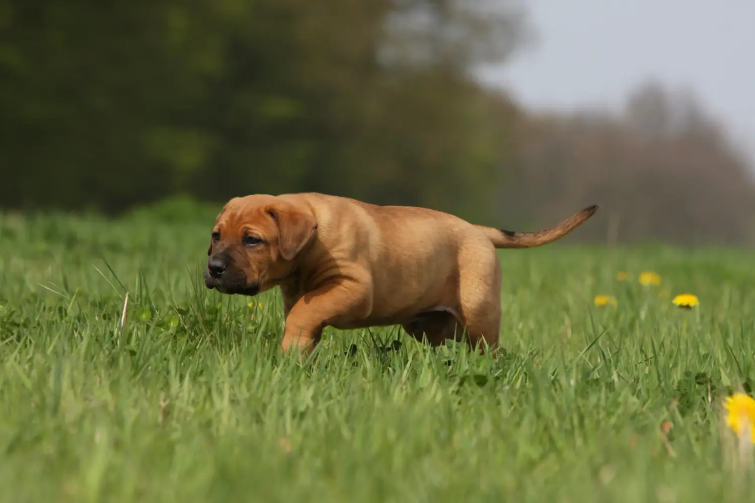 Acheter un chiot Tosa, c'est prendre ses responsabilités ! Acheter des chiots Tosa.