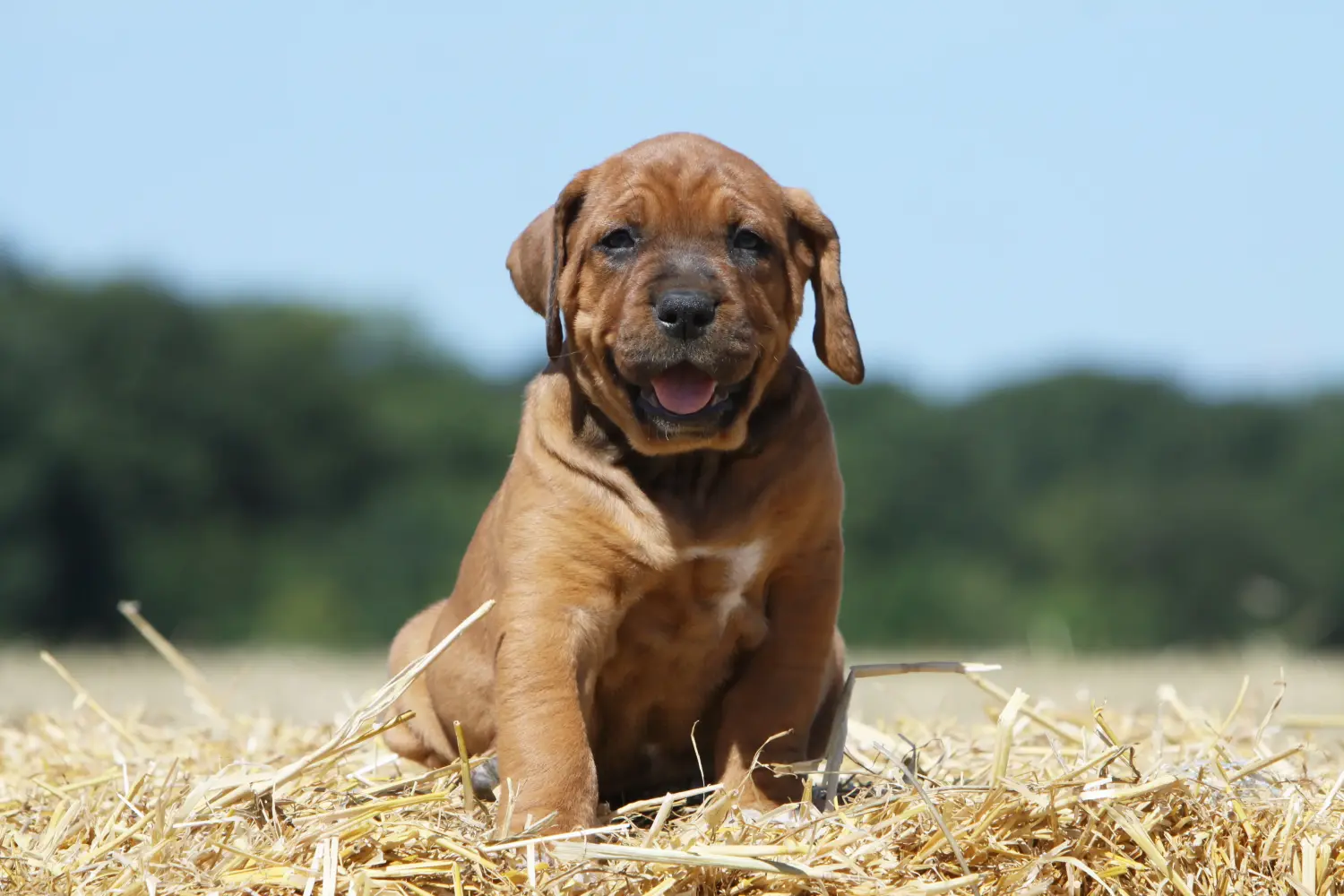 Acheter un chiot Tosa, c'est prendre ses responsabilités ! Acheter des chiots Tosa.