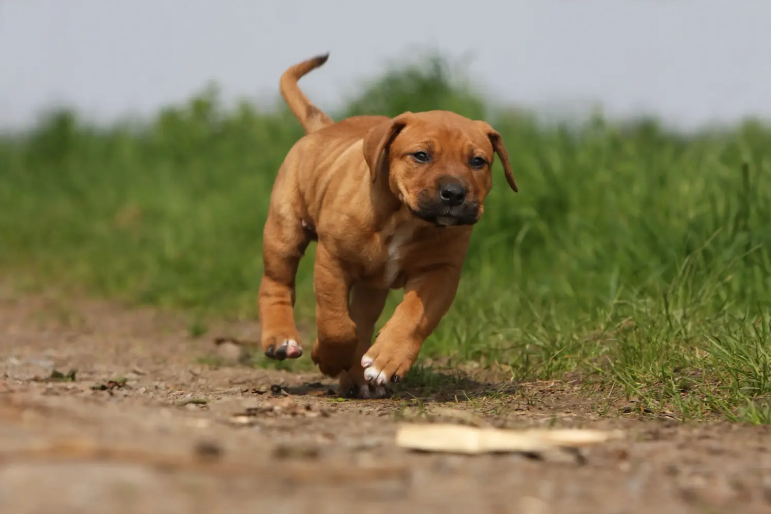 Acheter un chiot Tosa, c'est prendre ses responsabilités ! Acheter des chiots Tosa.