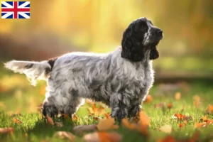 Lire la suite à propos de l’article Cocker anglais éleveurs et chiots en Grande-Bretagne