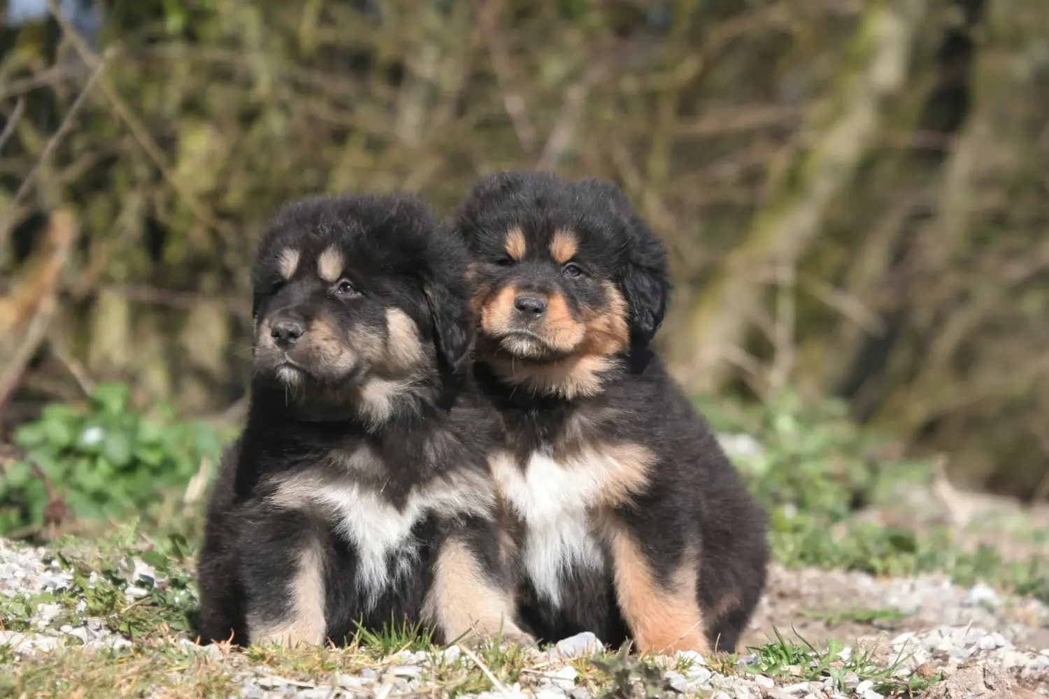 Acheter un chiot dogue du Tibet, c'est prendre ses responsabilités ! Acheter des chiots dogues du Tibet.