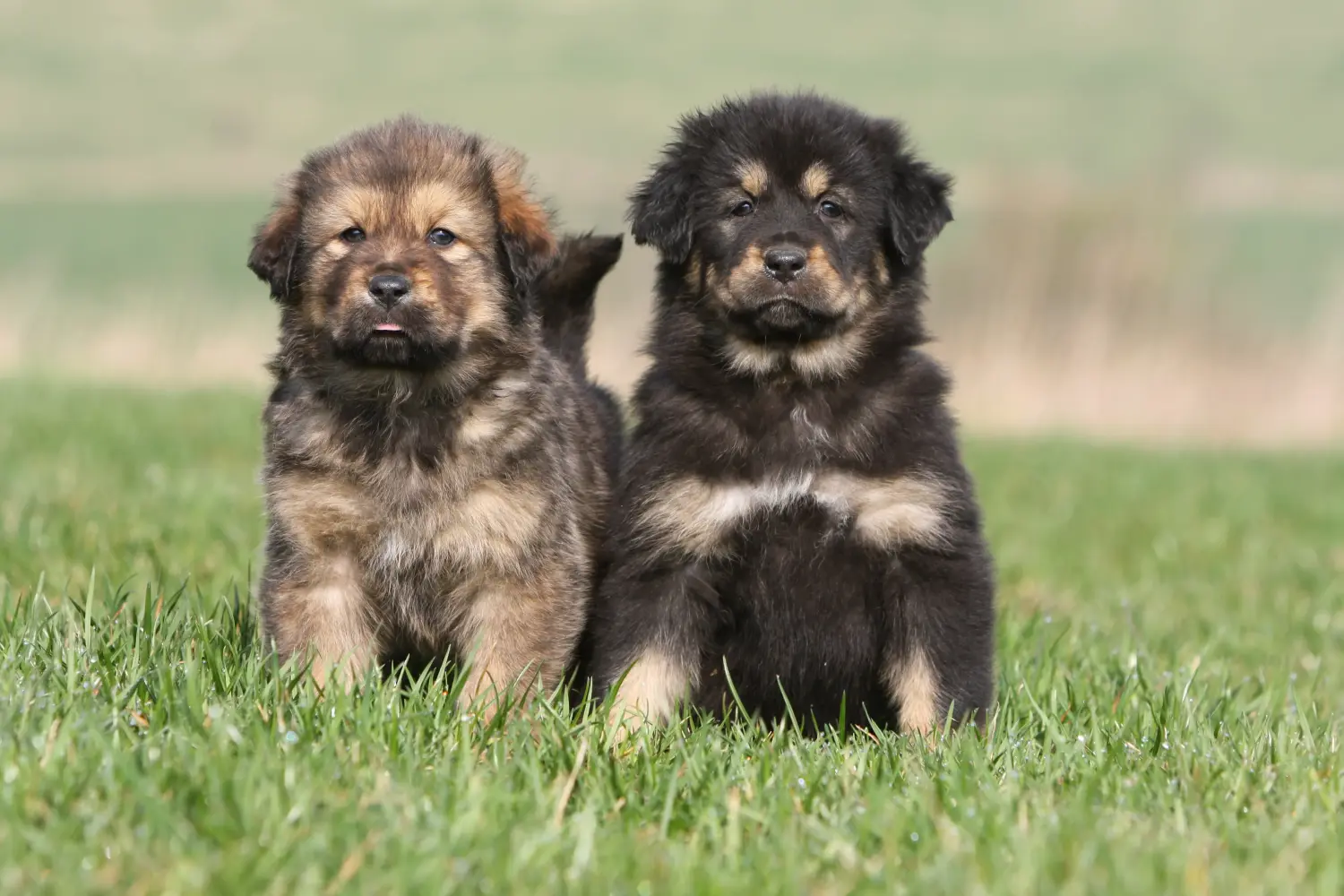 Acheter un chiot dogue du Tibet, c'est prendre ses responsabilités ! Acheter des chiots dogues du Tibet.