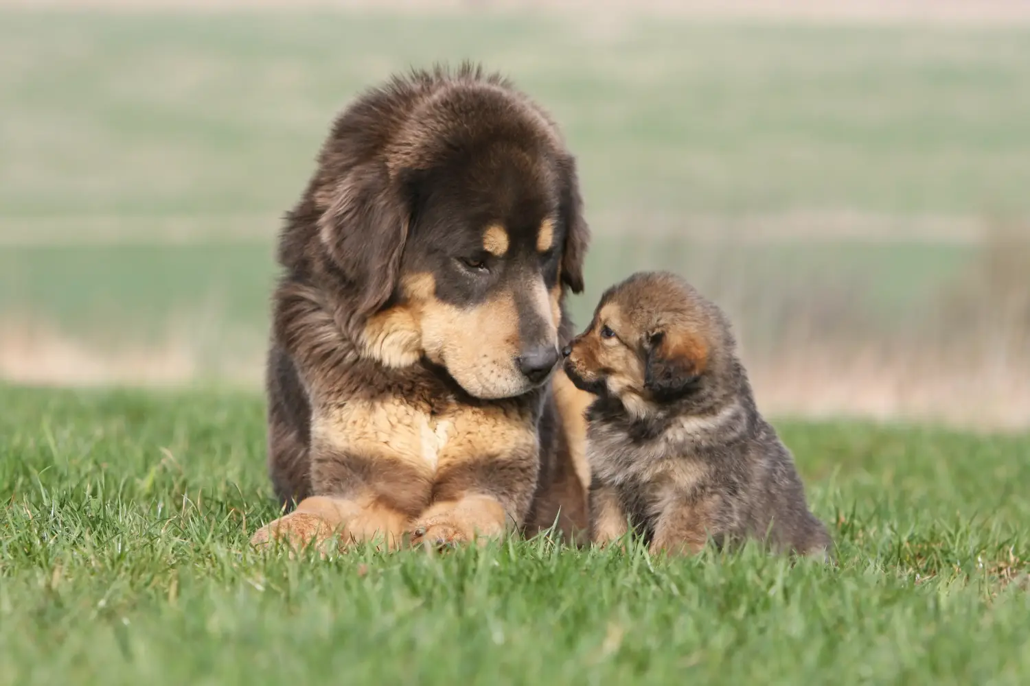 Acheter un chiot dogue du Tibet, c'est prendre ses responsabilités ! Acheter des chiots dogues du Tibet.