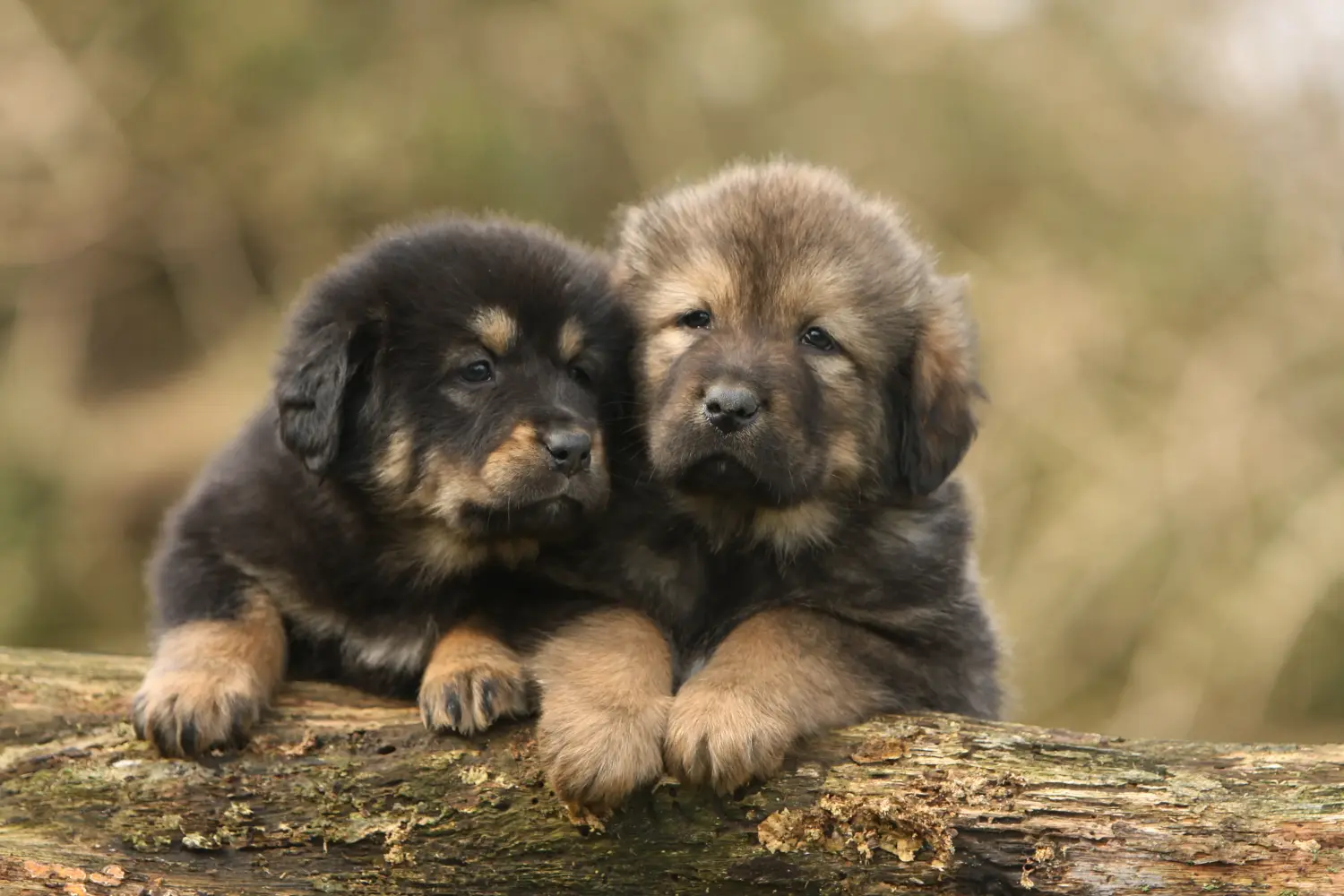Acheter un chiot dogue du Tibet, c'est prendre ses responsabilités ! Acheter des chiots dogues du Tibet.