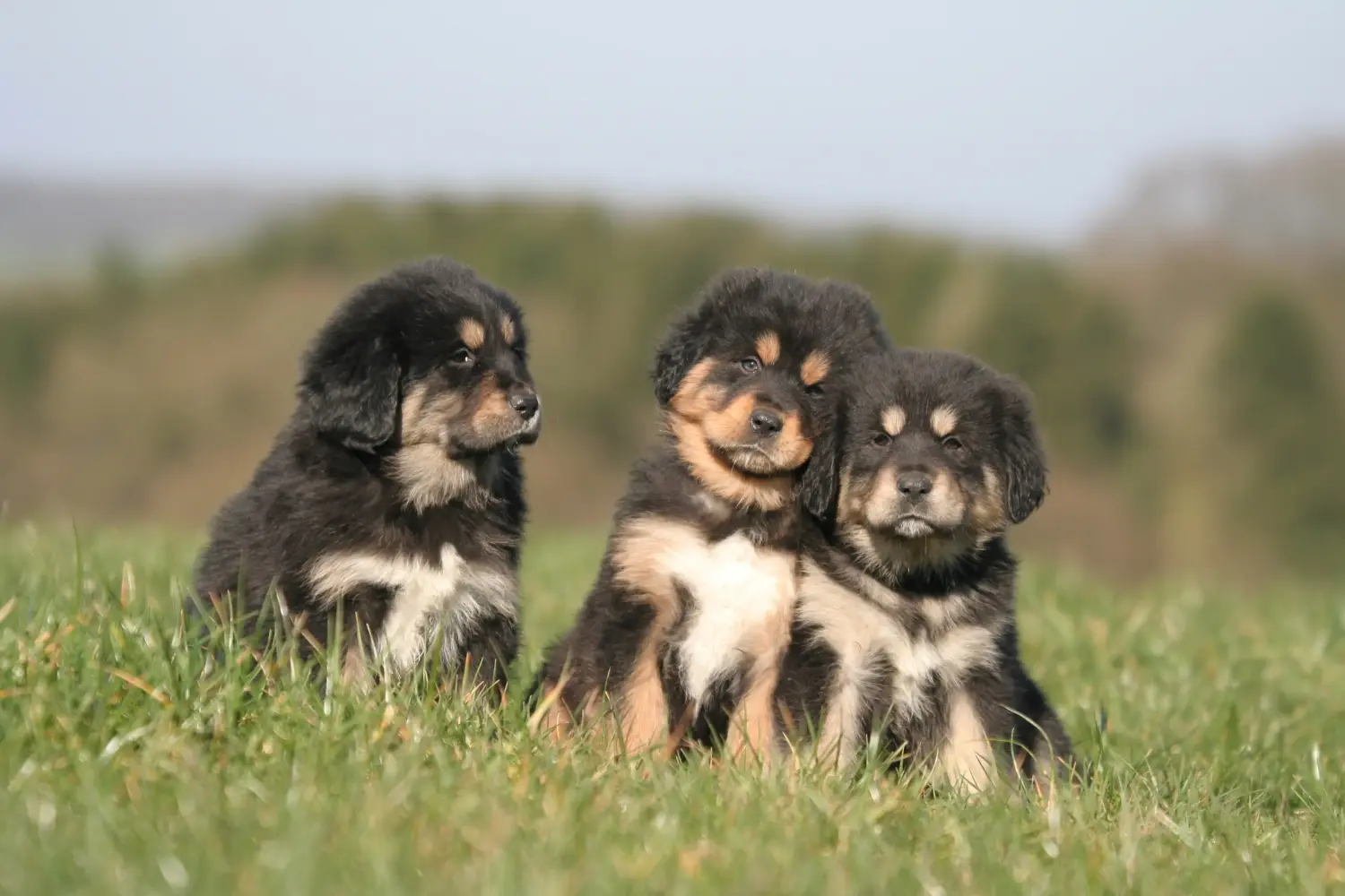 Acheter un chiot dogue du Tibet, c'est prendre ses responsabilités ! Acheter des chiots dogues du Tibet.