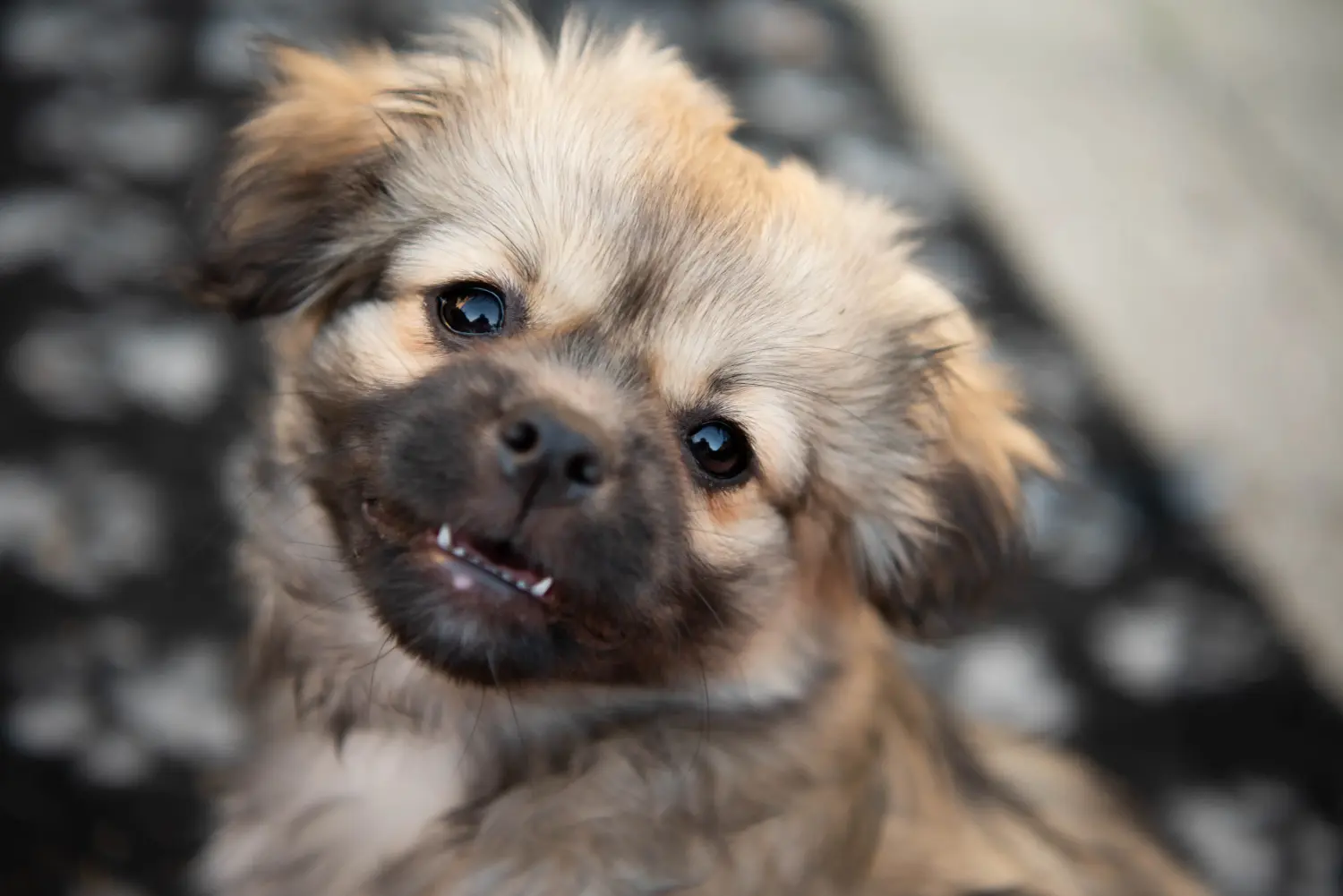 Acheter un chiot épagneul du Tibet, c'est prendre ses responsabilités ! Acheter un chiot épagneul du Tibet.