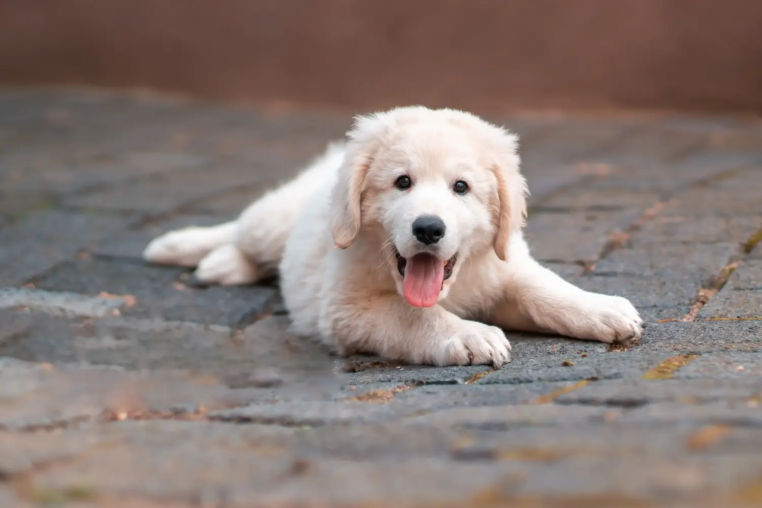 Acheter un chiot Kuvasz, c'est prendre ses responsabilités ! Acheter des chiots Kuvasz.