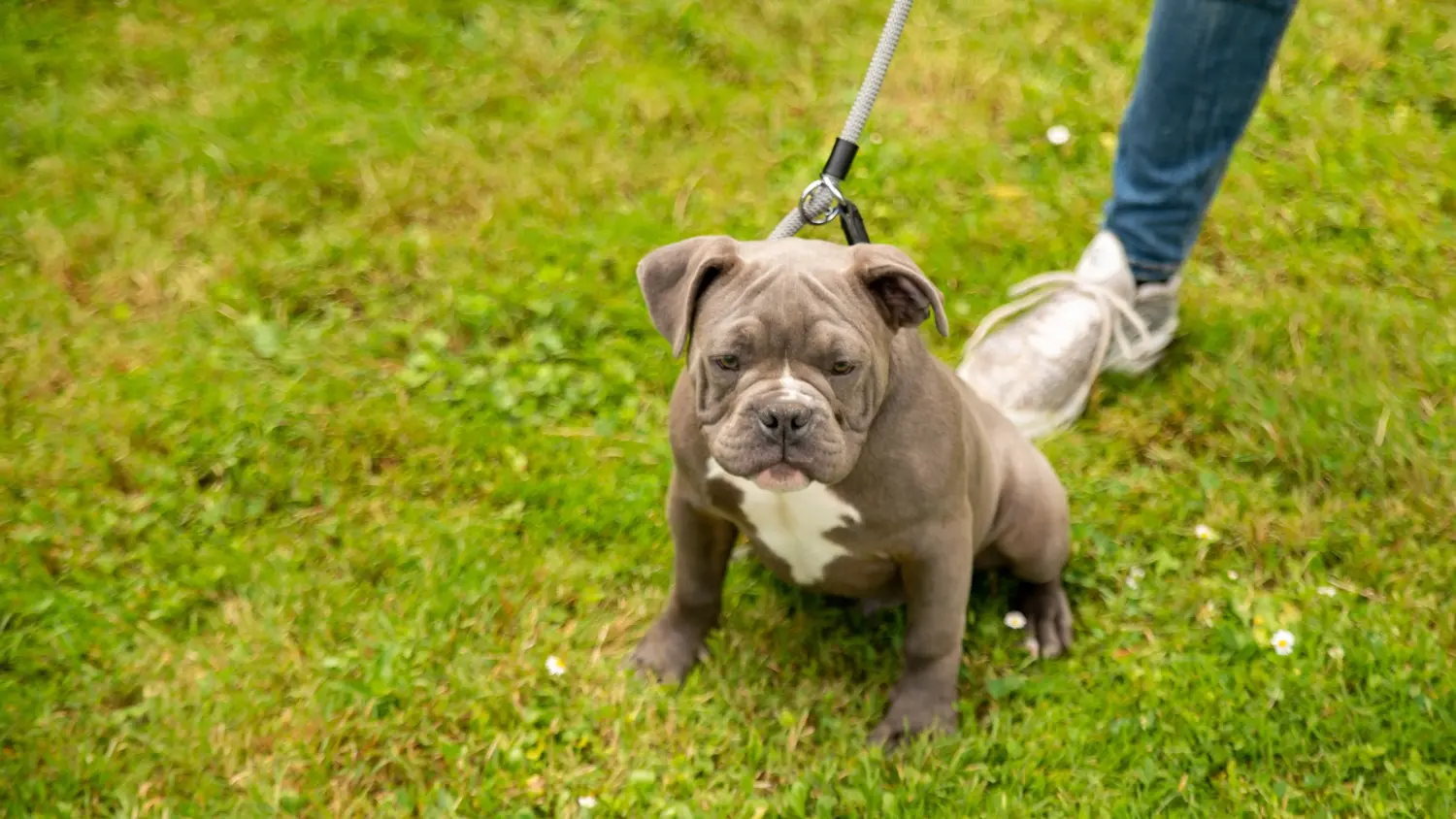 Acheter un chiot Olde English Bulldog, c'est prendre ses responsabilités ! Acheter des chiots Olde English Bulldog.