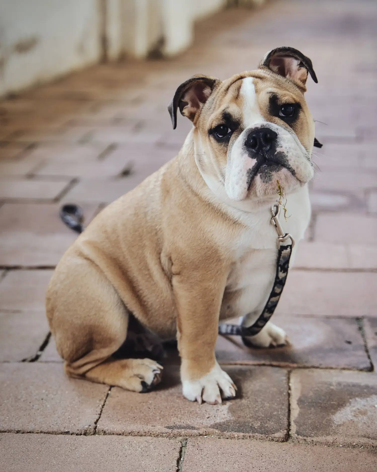 Acheter un chiot Olde English Bulldog, c'est prendre ses responsabilités ! Acheter des chiots Olde English Bulldog.