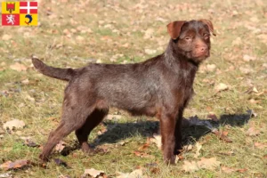 Lire la suite à propos de l’article Éleveurs de Patterdale Terrier et chiots en Auvergne-Rhône-Alpes