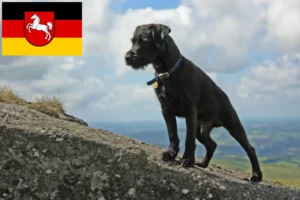 Lire la suite à propos de l’article Éleveurs de Patterdale Terrier et chiots en Basse-Saxe