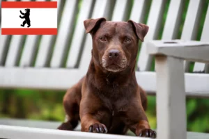 Lire la suite à propos de l’article Éleveurs de Patterdale Terrier et chiots à Berlin